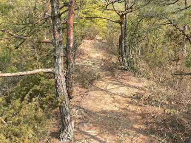 普通の登山道で良く踏まれている