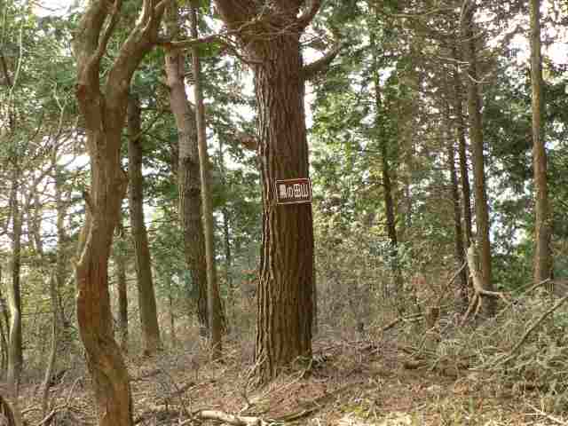 松の木に山名板が架けてある