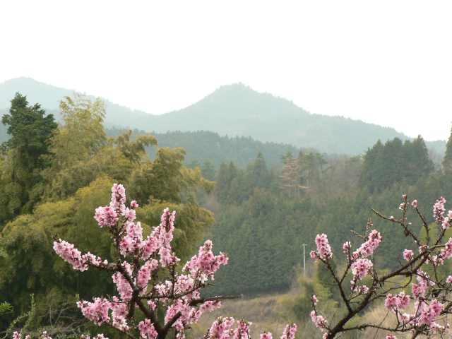 桃の花と天神山