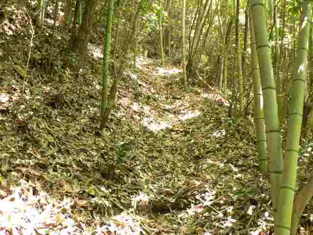 竹の枯れ葉は登山道に散乱