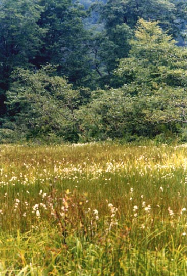 大きな湿原の中には白髭草が一杯咲いている
