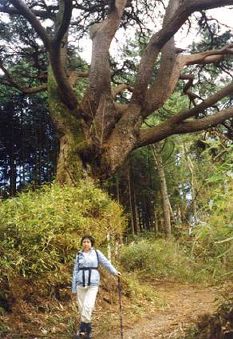 登山道脇に立派な赤松