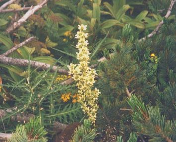 深山梅蕙草（九合目付近にて）