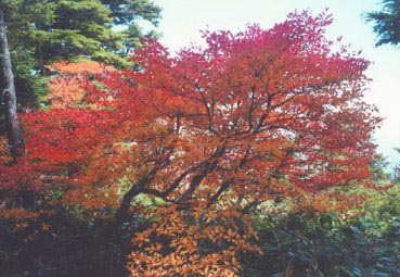 所々に綺麗に紅葉した木が有る