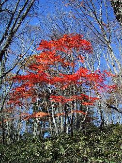 日川峠からふくちゃん荘への途中の紅葉