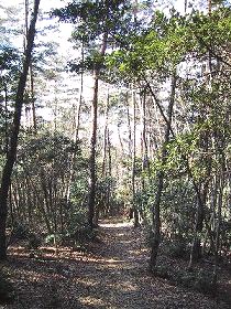 植物園に下る松林の道