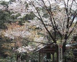 本堂から境内の桜