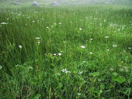 湿原にイワイチョウの白い花