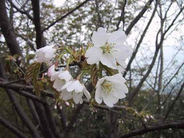 満開の「山桜」