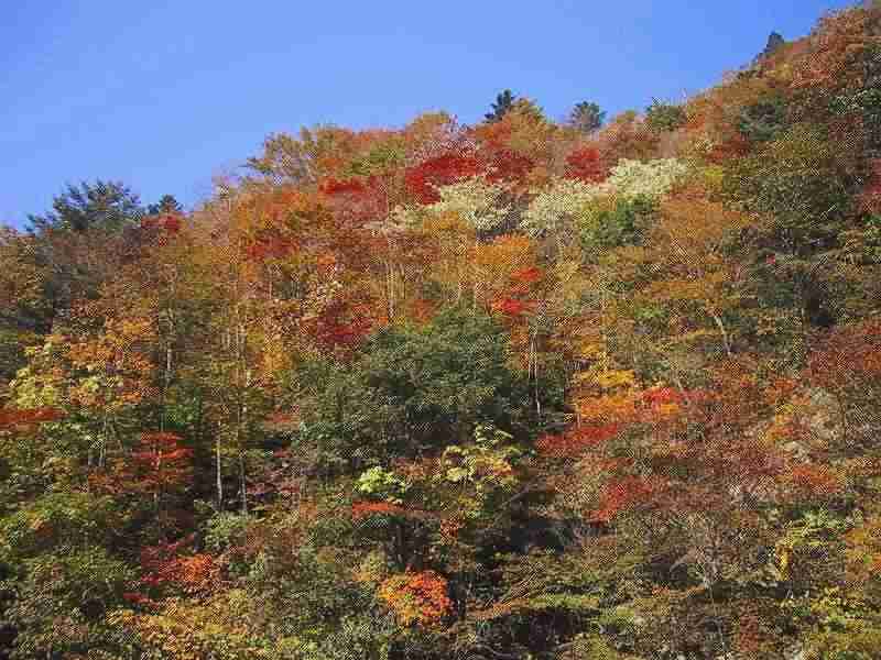 自然の紅葉は色とりどり