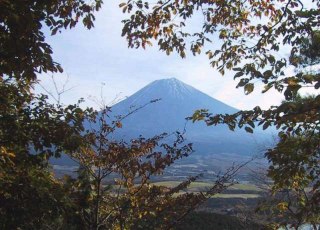 樹間の富士山も良い