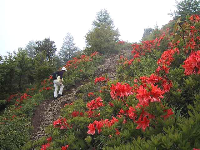 岩場コース山頂手前は両側にレンゲツツジが一杯咲いている
