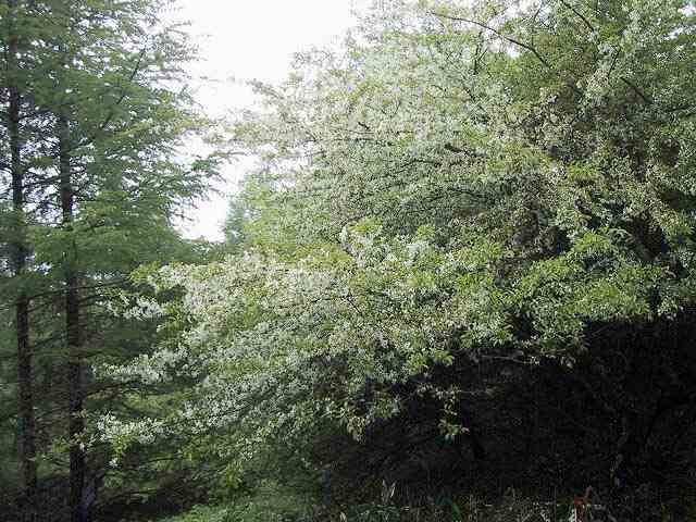 ズミの木が多い入笠山山頂付近