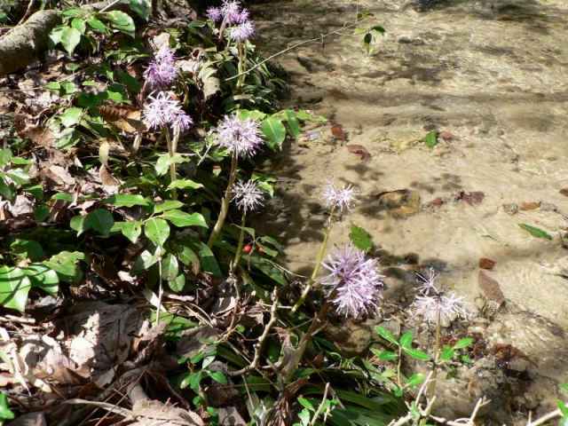 ショウジョウバカマは流れに沿って多く咲いている