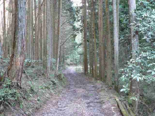 延々と林道を歩いて行く