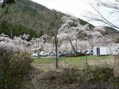 駐車場となっている所の桜