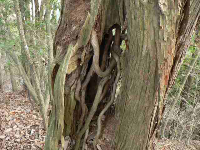 根が何本もあり太い木を支えている